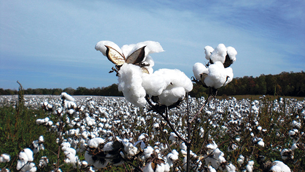Courtesy of Cotton of the Carolinas
