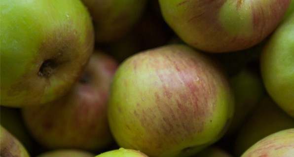 Need-to-Know About GMOs