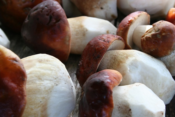 Sept_mushrooms_06