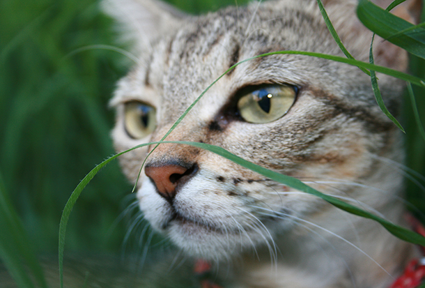 cat