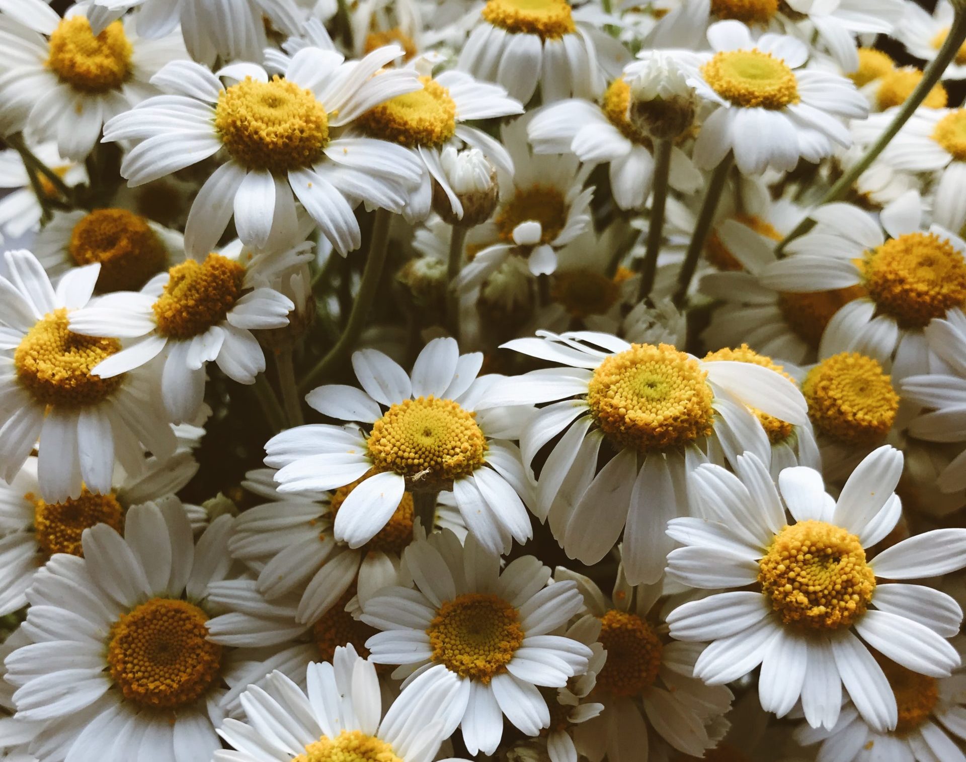 yulia-khvorostiana-ElJdcgFxscU-unsplash