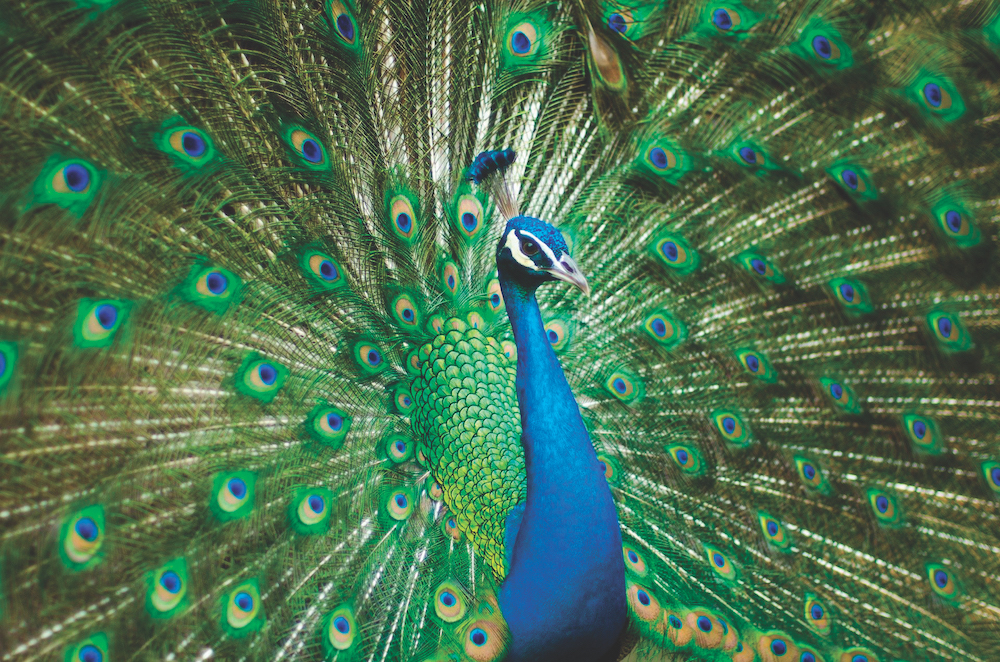 PeacockWeb Peacock