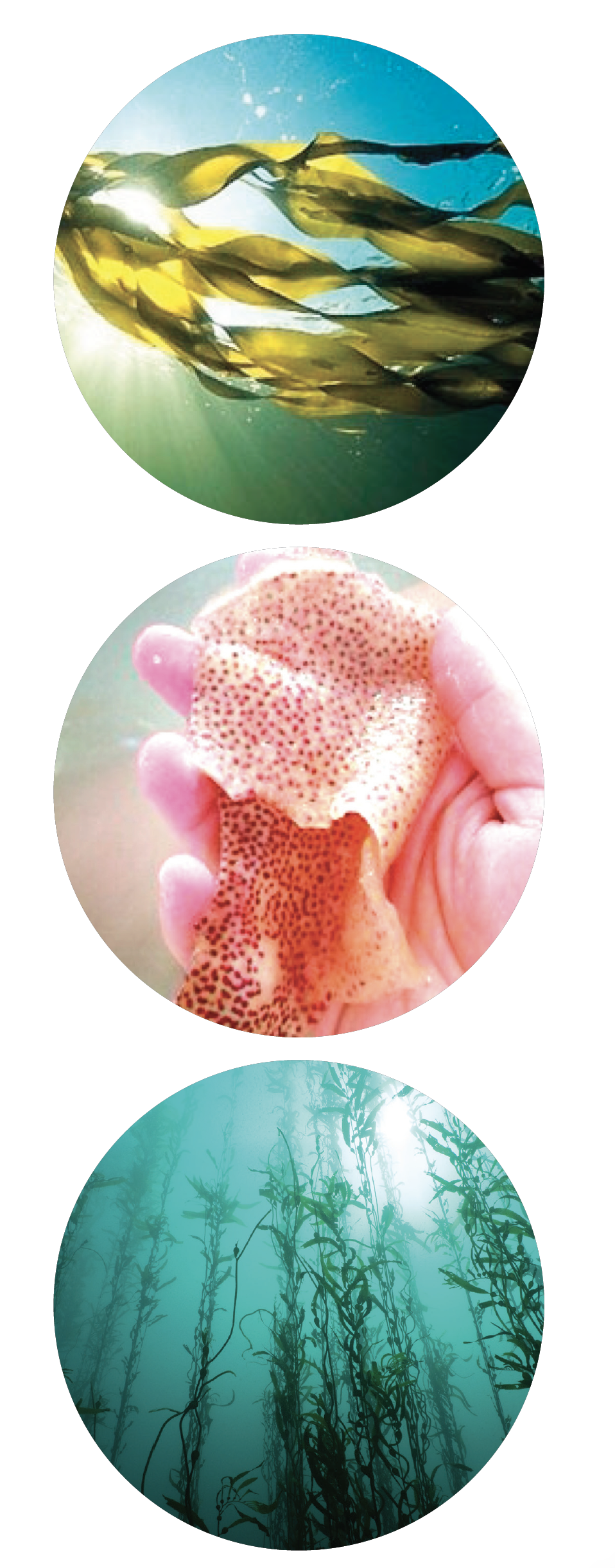 SeaWeed