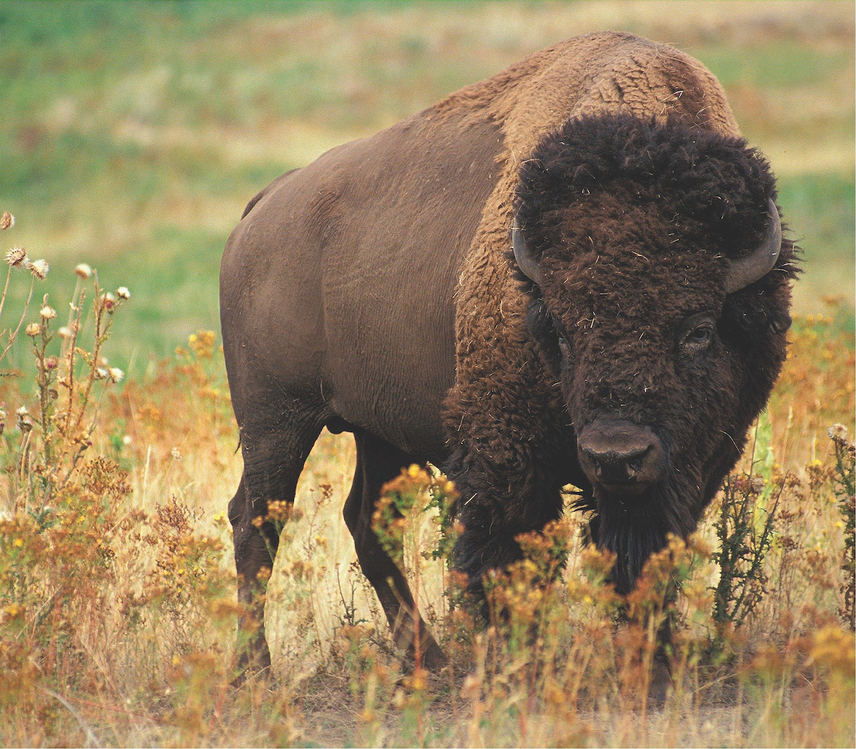 bison-526805_1920