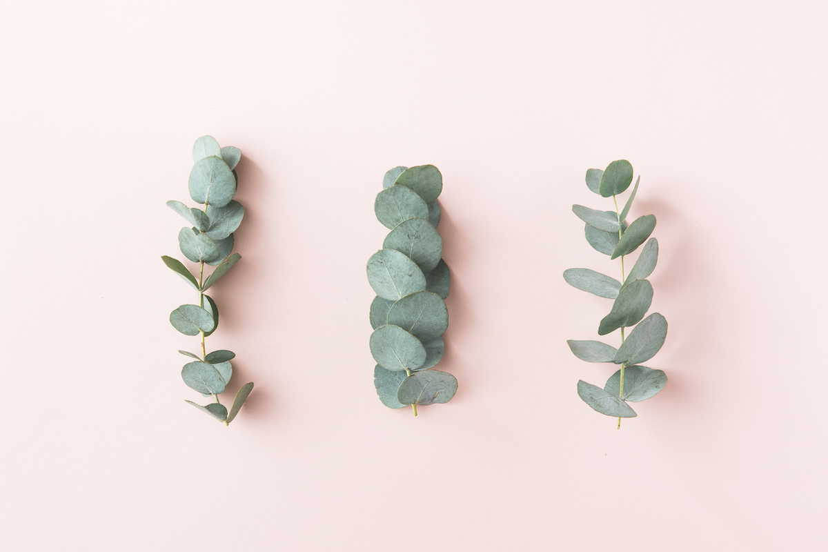 Top view of green leaves eucalyptus frame on pink background. flat lay
