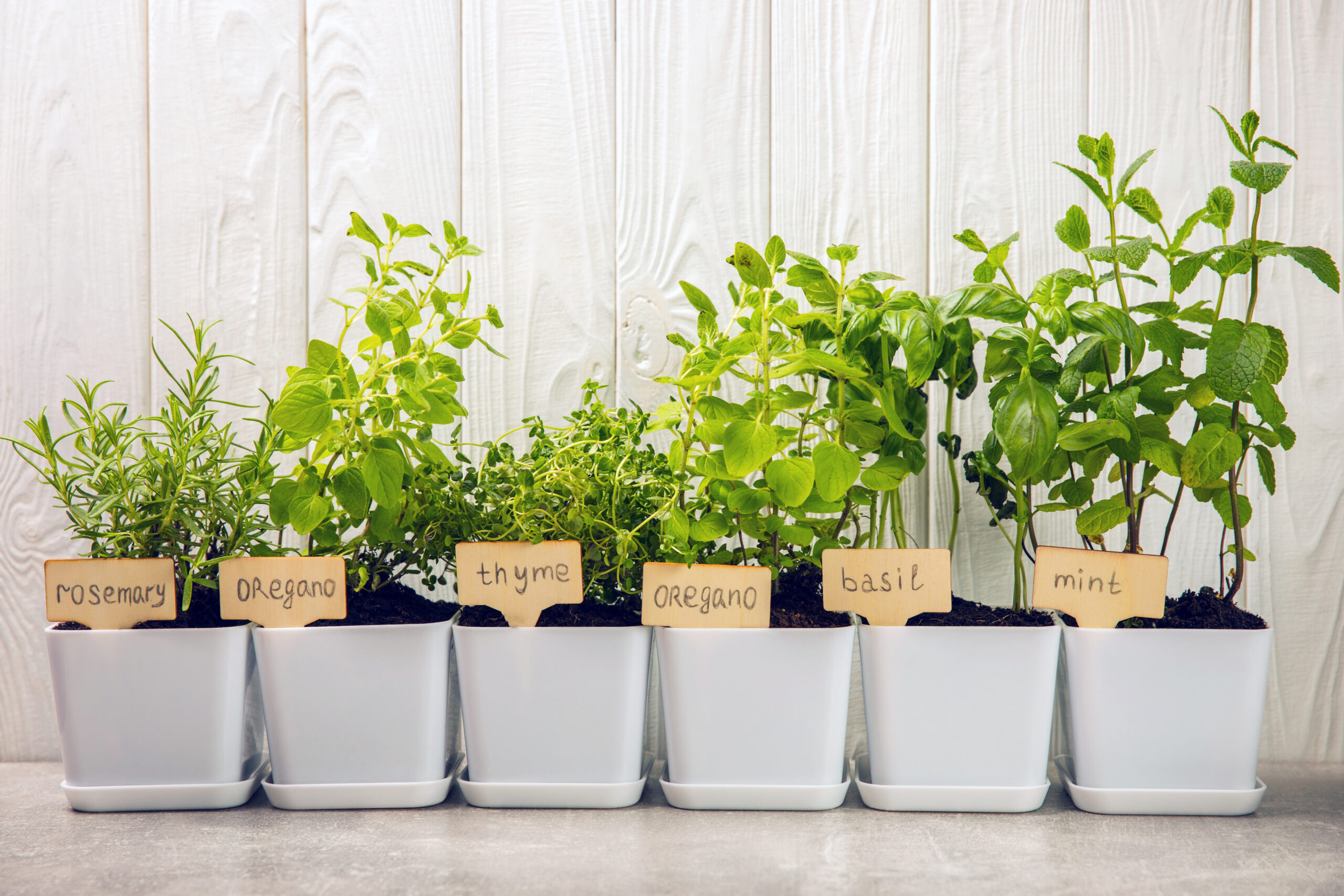Tips for your Indoor Herb Garden · Organic Spa Magazine