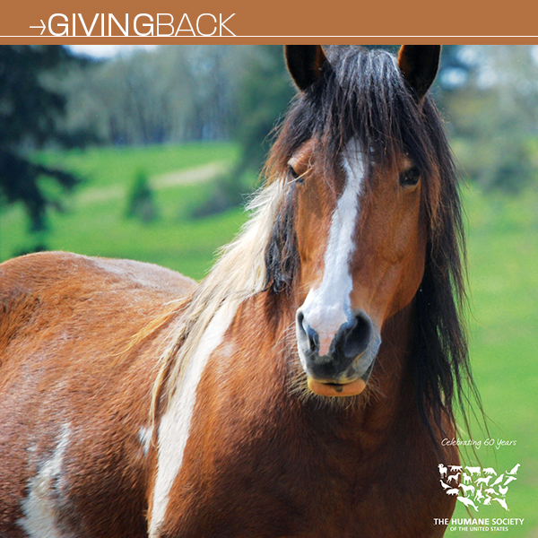 2014 Gifts for the Animal Lover | Organic Spa Magazine