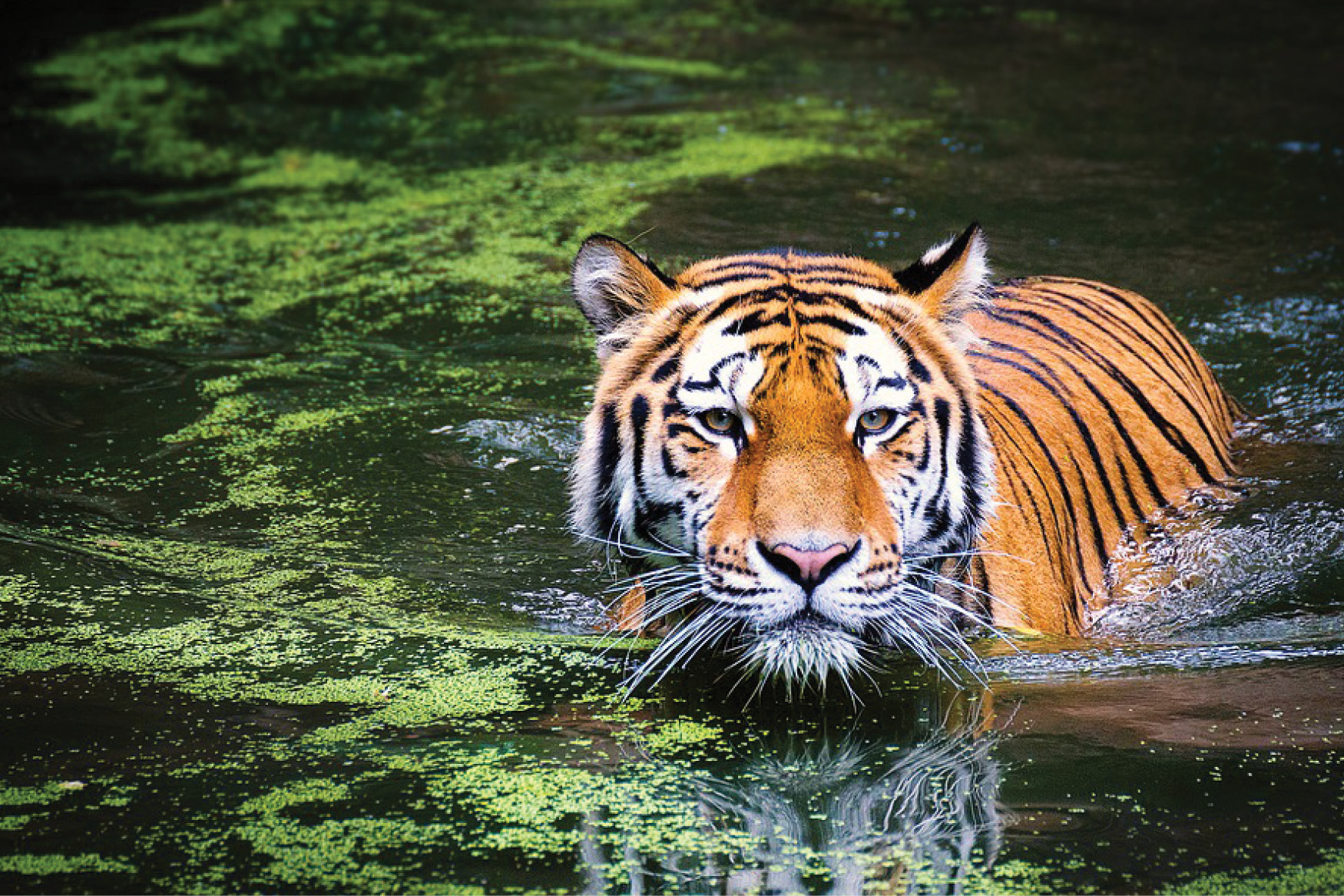 Is The Tiger at Risk of Extinction? Spa Magazine